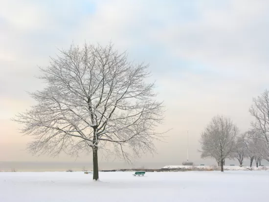 Tree on Battery Park in the snow