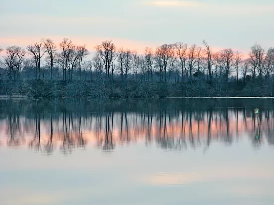 Trees reflected in river