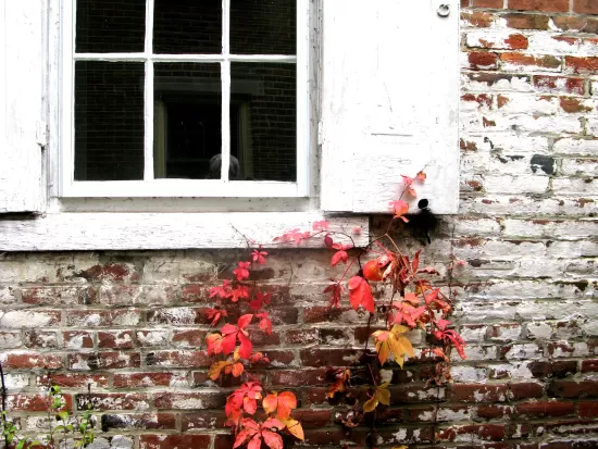 Red plant against brick wall and white window